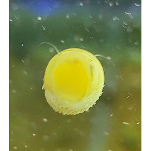 УЛИТКА БАТИК АЛЬБИНОС НЕРЕТИНА - Neritina natalensis