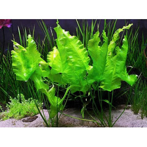 КУБЫШКА ЯПОНСКАЯ - Nuphar japonica