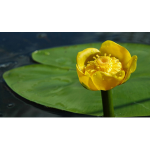 КУБЫШКА ЯПОНСКАЯ - Nuphar japonica