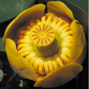 КУБЫШКА ЯПОНСКАЯ - Nuphar japonica