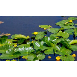 КУБЫШКА ЯПОНСКАЯ - Nuphar japonica