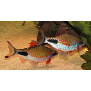 БАРБУС РОХАНА - Dawkinsia rohani