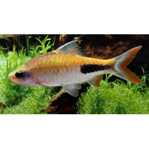 БАРБУС РОХАНА - Dawkinsia rohani