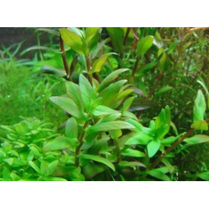 НЕЗЕЯ ТРИФЛОРА - Nesaea Triflora