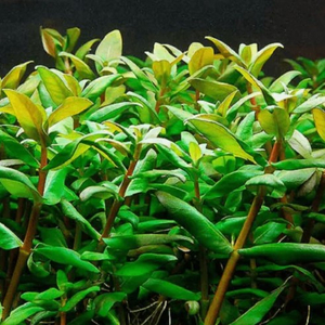 НЕЗЕЯ ТРИФЛОРА - Nesaea Triflora