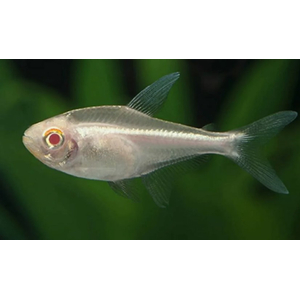ТЕТРА ПРИСТЕЛЛА АЛЬБИНОС - Pristella maxillaris albino
