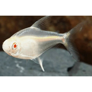 ТЕТРА ПРИСТЕЛЛА АЛЬБИНОС - Pristella maxillaris albino