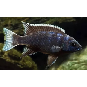 ПСЕВДОТРОФЕУС АЦЕЙ БЕЛОХВОСТЫЙ - Pseudotropheus acei «Ngara»