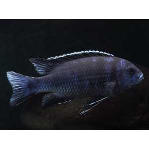 ПСЕВДОТРОФЕУС АЦЕЙ БЕЛОХВОСТЫЙ - Pseudotropheus acei «Ngara»