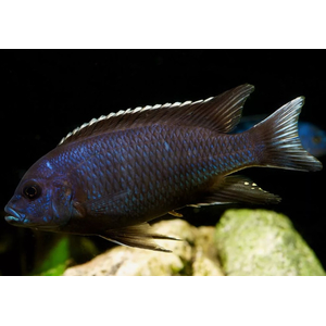 ПСЕВДОТРОФЕУС АЦЕЙ БЕЛОХВОСТЫЙ - Pseudotropheus acei «Ngara»