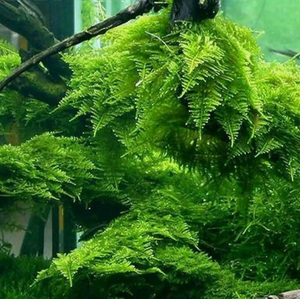 МОХ ГИГАНТ ЮЖНОЙ АМЕРИКИ на плитке - Moss sp. Giant South America