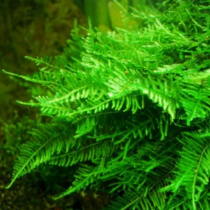 МОХ ГИГАНТ ЮЖНОЙ АМЕРИКИ на плитке - Moss sp. Giant South America