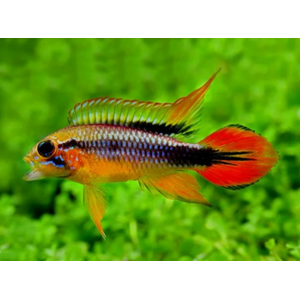 АПИСТОГРАММА АГАССИЦА - Apistogramma agassizii