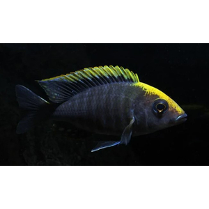 АУЛОНОКАРА МАЙЛАНДА - Aulonocara maylandi