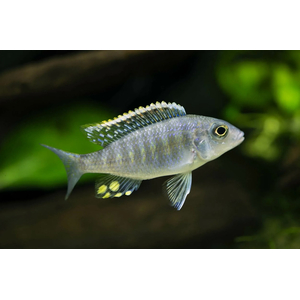 АУЛОНОКАРА МАЙЛАНДА - Aulonocara maylandi