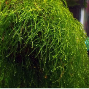 МОХ ТАМАРАССЕР - Moss sp. Thamarassery