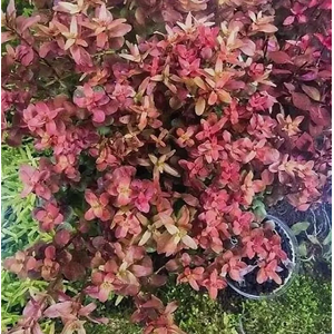 РОТАЛА МАКРАНДРА розовая мини - Rotala macrandra mini pink