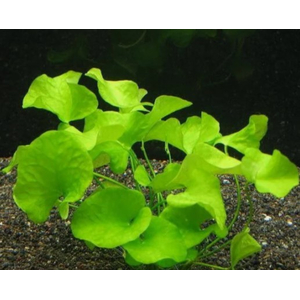 Нимфоидес Тайваньский (Nymphoides sp. Flipper Taiwan)