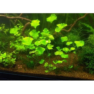 Нимфоидес Тайваньский (Nymphoides sp. Flipper Taiwan)