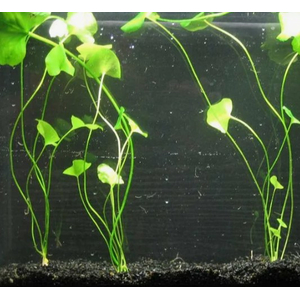 Нимфоидес Тайваньский (Nymphoides sp. Flipper Taiwan)