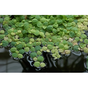 ФИЛЛАНТУС ПЛАВАЮЩИЙ - Phyllanthus fluitans