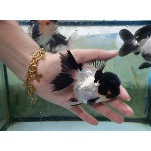 ОРАНДА ПАНДА - Carassius auratus Panda