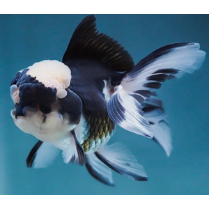 ОРАНДА ПАНДА - Carassius auratus Panda