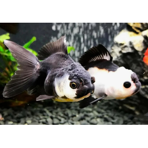 ОРАНДА ПАНДА - Carassius auratus Panda