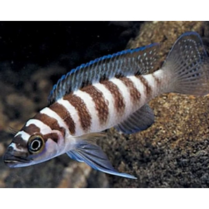 ЛАМПРОЛОГУС ЦИЛИНДРИКУС - Neolamprologus cylindricus