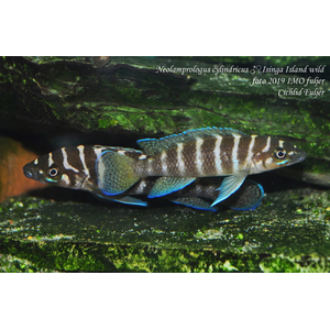 ЛАМПРОЛОГУС ЦИЛИНДРИКУС - Neolamprologus cylindricus