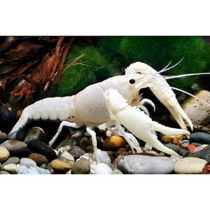 РАК БЕЛЫЙ ФЛОРИДСКИЙ