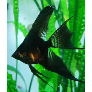 СКАЛЯРИЯ ЧЕРНАЯ ВУАЛЬ