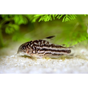 Коридорас Напо (Corydoras napoensis) — аквариумная рыбка из семейства кольчужных сомов. Родом из Южной Америки, в частности, из реки Напо в бассейне реки Амазонка в Перу.