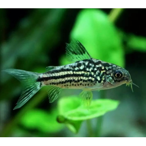 КОРИДОРАС НАПОЕНСИС, Напо, Напоэнзис - Corydoras Napoensis