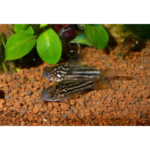 Коридорас Напо (Corydoras napoensis) — аквариумная рыбка из семейства кольчужных сомов. Родом из Южной Америки, в частности, из реки Напо в бассейне реки Амазонка в Перу.