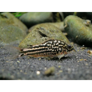 Коридорас Напо (Corydoras napoensis) — аквариумная рыбка из семейства кольчужных сомов. Родом из Южной Америки, в частности, из реки Напо в бассейне реки Амазонка в Перу.