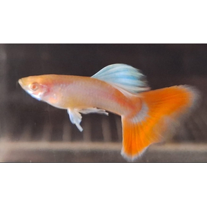 ГУППИ СКАЙ РЕД - Guppy Red Sky Albino