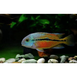 Цихлазома никарагуанская (лат. Hypsophrys nicaraguensis) — пресноводная лучеперая рыбка из семейства Цихловые.