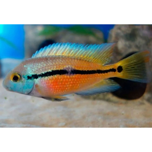 Цихлазома никарагуанская (лат. Hypsophrys nicaraguensis) — пресноводная лучеперая рыбка из семейства Цихловые.