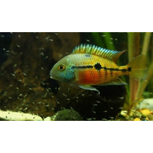 Цихлазома никарагуанская (лат. Hypsophrys nicaraguensis) — пресноводная лучеперая рыбка из семейства Цихловые.