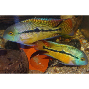 Цихлазома никарагуанская (лат. Hypsophrys nicaraguensis) — пресноводная лучеперая рыбка из семейства Цихловые.