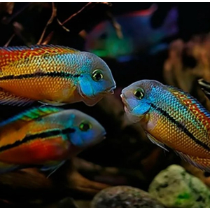 Цихлазома никарагуанская (лат. Hypsophrys nicaraguensis) — пресноводная лучеперая рыбка из семейства Цихловые.