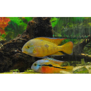 Цихлазома никарагуанская (лат. Hypsophrys nicaraguensis) — пресноводная лучеперая рыбка из семейства Цихловые.