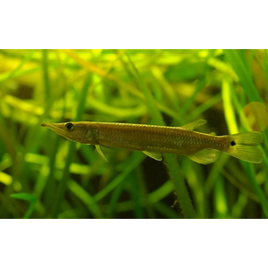 Щука Худжета - Ctenolucius hujeta​ (мечерот, щучка Худжета, гребнещука)