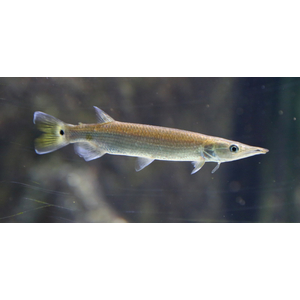 Щука Худжета - Ctenolucius hujeta​ (мечерот, щучка Худжета, гребнещука)