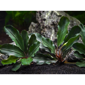 БУЦЕФАЛАНДРА АЛАМАНДА - Bucephalandra alamanda