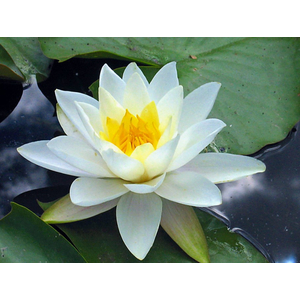 НИМФЕЯ ПРУДОВАЯ КОЛОССЕЯ ( БЕЛАЯ ) - Nymphaea colossea