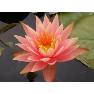 НИМФЕЯ ПРУДОВАЯ КОЛОРАДО ( ОРАНЖЕВАЯ ) - Nymphaea colorado