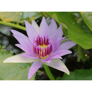 НИМФЕЯ ПРУДОВАЯ КОЛОРАТА ( ФИОЛЕТОВАЯ ) - Nymphaea Colorata