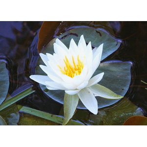 НИМФЕЯ ПРУДОВАЯ ДУБАН ( БЕЛАЯ ) - Nymphaea duban
